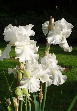 Iris blanc à Diebolsheim, en alsace